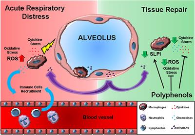 Coronavirus Disease (COVID-19–SARS-CoV-2) and Nutrition: Is Infection in Italy Suggesting a Connection?